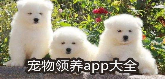 宠物