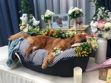 广州从化宠物猫火化-广州宠物火化公司