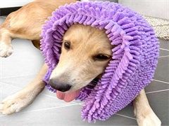 广州上门纠正训犬-训犬电话