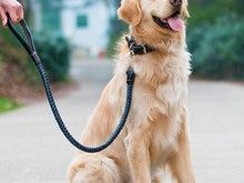 广州宠物训练学校-训犬教练电话