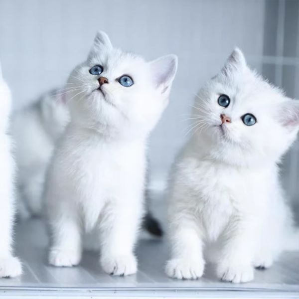 银点宠物猫