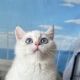 北美现猫大蓝眼金点点, 小奶猫可以去新家咯