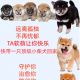 世道很乱，还是选择与萌宠相伴