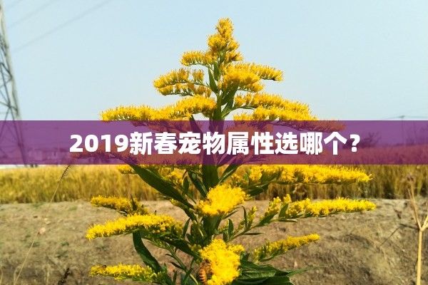 2019新春宠物属性选哪个？