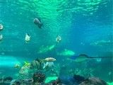 吉安宠物服务打造专属水族馆奇妙体验
