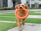 吉安宠物服务 宠物陪伴训练 温馨甜蜜