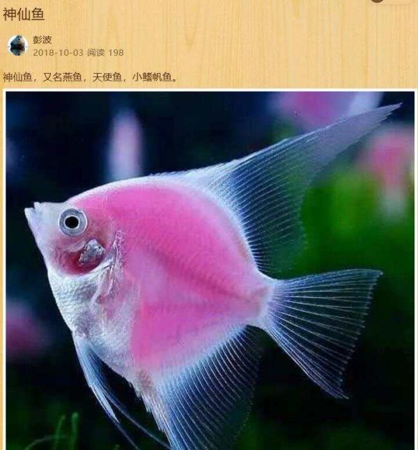 简单好用、识别率超高的智能识别软件推荐！