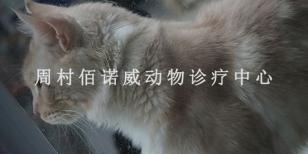 邹平腾辉名居附近便宜的宠物医院电话,宠物医院