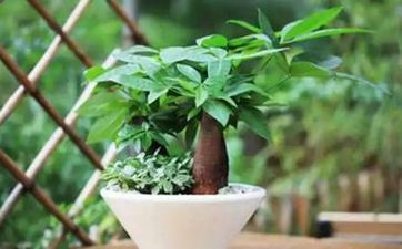 养狗的好处风水学 养什么狗最招财