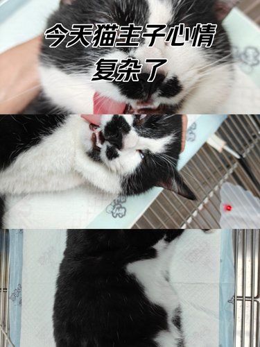 绝育，让猫咪的世界更加美好
