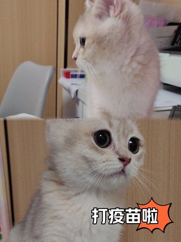 带猫猫打疫苗啦！