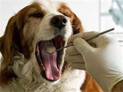 马犬幼崽待售中保证健康