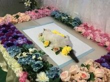 天津河东宠物殡葬 火化 善终