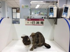 上门喂养，打理猫，狗