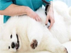 天津狗狗行为问题纠正-咨询电话
