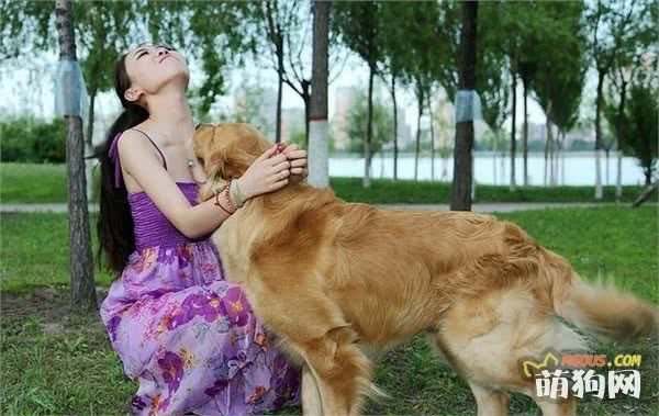 最适合美女饲养的8种狗，人数最多它第一，金毛只能排第二！