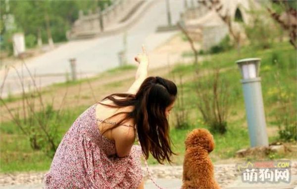 最适合美女饲养的8种狗，人数最多它第一，金毛只能排第二！