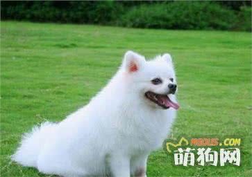 最适合美女饲养的8种狗，人数最多它第一，金毛只能排第二！