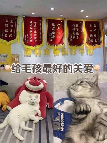 【宠物医院大揭秘】这种宠物医院真值得来吗❓❓