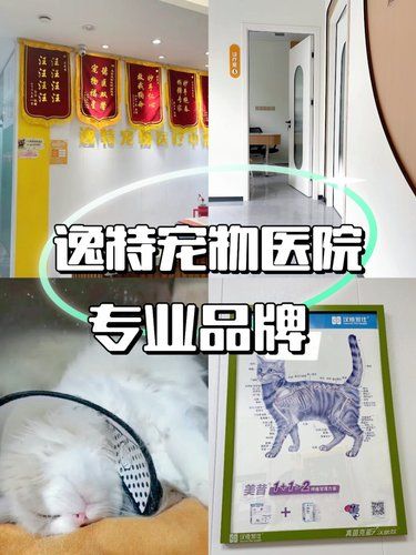 靠谱宠物医院救了我家猫咪腿