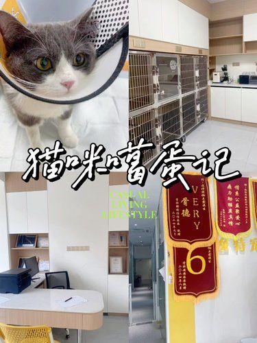 给猫咪绝育真的难受的想哭
