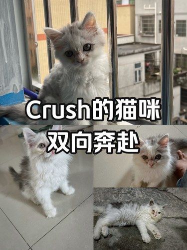 ⁉️碰到一只奄奄一息的猫咪，后续