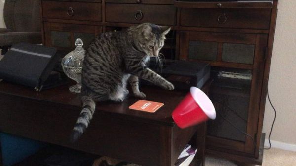 宠物猫训练动作_宠物猫训练动作图片_宠物猫训练动作视频
