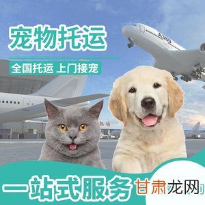 猫咪火车托运多少钱 猫火车托运宠物价格表