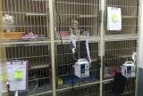 嘉兴宠物猫医院-专业医生在线咨询