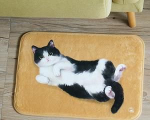 如何正确地打扫猫咪地毯（宠物家庭必备技能）