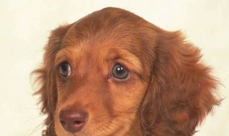 幼犬自制营养餐