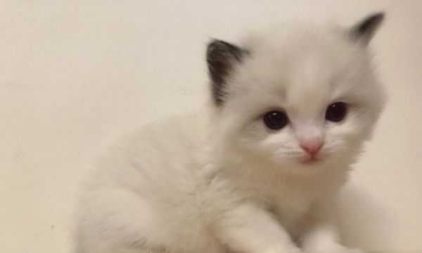 虎皮鸭嘴鱼怎么养_虎皮鸭嘴鱼寿命多长