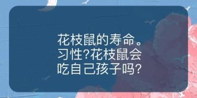 花枝鼠的寿命。习性?花枝鼠会吃自己孩子吗?