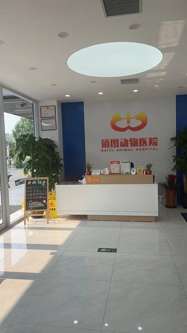 佰图宠物医院｜猫咪的贴心健康卫士 