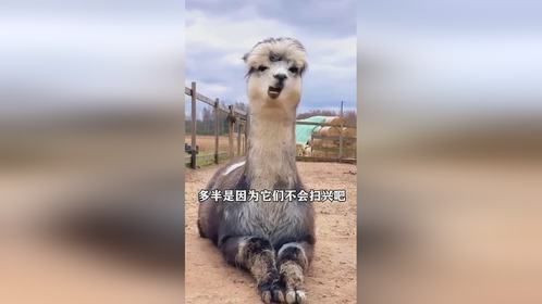 看完想养一只属于你的宠物吗 #萌宠 #家庭宠物 #羊驼