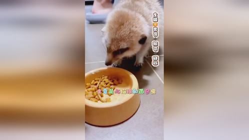 家庭饲养的狐獴主要吃什么呢？