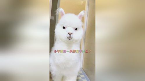 小羊驼的一天都在干什么？#萌宠出道计划