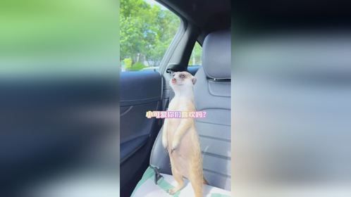 养一只小丁满是什么体验？带大家看看