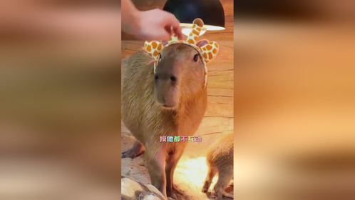 来看看水豚皮卡巴拉的一天 #水豚 #皮卡巴拉 #