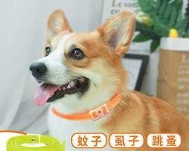 关爱宠物，从除蚤驱虫开始（狗狗除蚤驱虫的方法及注意事项）