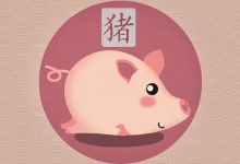 2020比较好听高雅的宠物名字