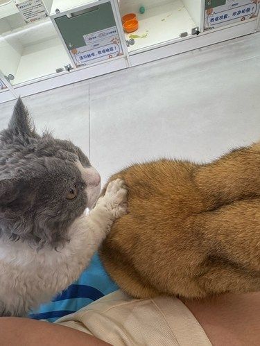 小猫咪的坏心眼多着呢～