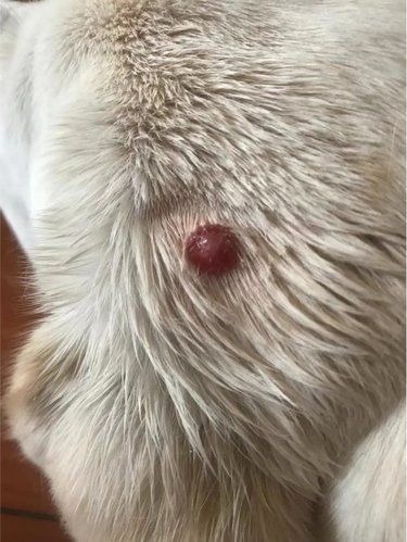 狗狗肿瘤，应该花很多钱带它做手术吗？