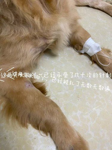 狗狗肿瘤会有人花几万去救自己的狗狗吗？