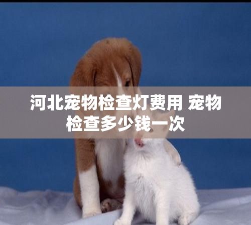 河北宠物检查灯费用 宠物检查多少钱一次