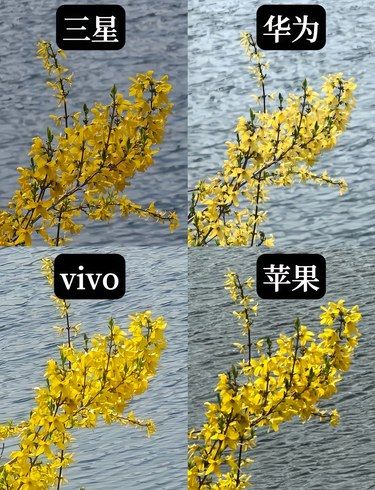 摄影分享｜拍照哪家强？各家手机对比一下！