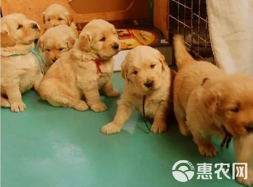 宠物狗金毛大骨架疫苗驱虫已做全国各地发货