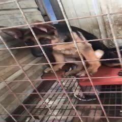 德德牧幼犬纯种德国牧羊犬小狗疫苗已做全国发货