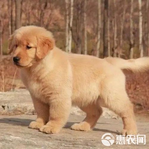 宠物狗金毛大骨架疫苗驱虫已做全国各地发货