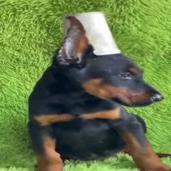 杜宾犬成年幼犬 疫苗驱虫已做全国各地发货